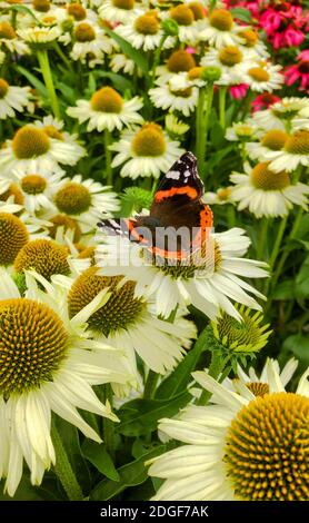 Papillon sur une fleur Banque D'Images