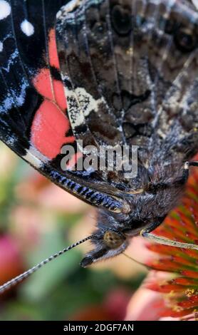 Gros plan extrême d'un papillon sur une fleur Banque D'Images