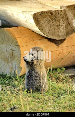 Très belle marmotte dans la nature Banque D'Images