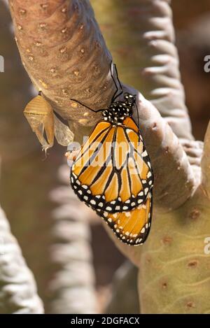 Queen Butterfly (Danaus gilippus) émergent de la chrysalide Banque D'Images