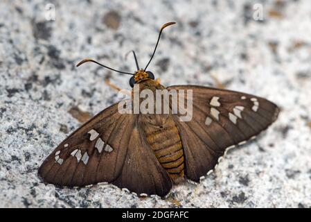 Pointe-feu terne (Apyrrothrix araxes) Banque D'Images