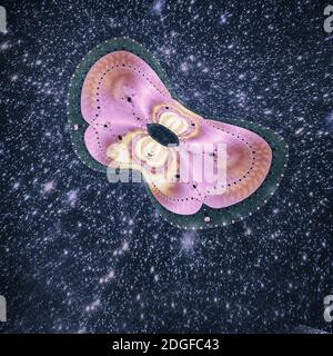 Image abstraite d'un papillon de nuit sur un fond sombre. Banque D'Images