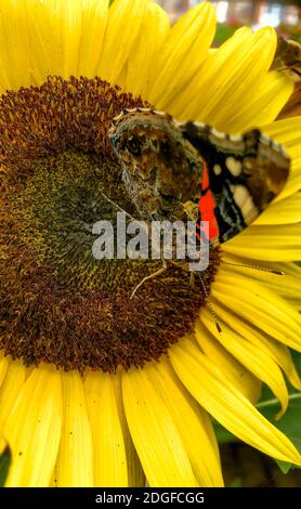 Papillon sur une fleur Banque D'Images