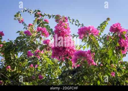 Fleurs de bougainvillées rose contre le ciel bleu Banque D'Images