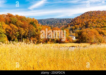 Beau paysage de la forêt sur la montagne à Onuma Étang Banque D'Images