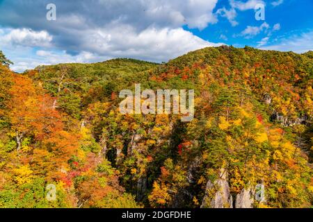 Belle couleur de feuillage d'automne dans la forêt de la montagne Banque D'Images