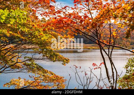 Feuillage d'automne coloré à Onuma Pond Banque D'Images