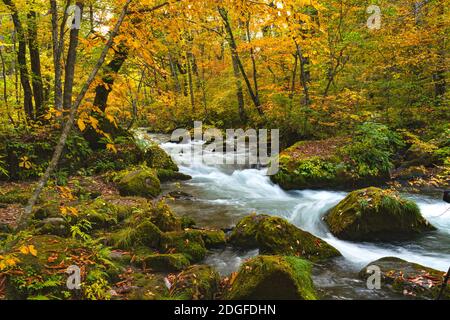 Le débit de la rivière Oirase passant par des roches couvertes de mousse verte et feuilles tombantes colorées Banque D'Images