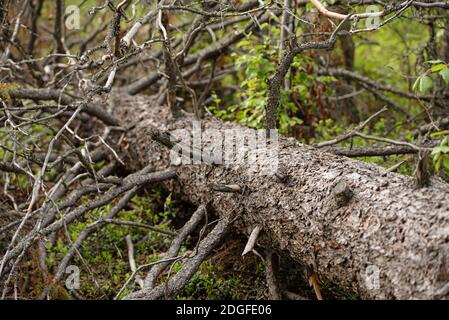 Pose de tronc de pin coupé avec des branches dans la forêt Banque D'Images