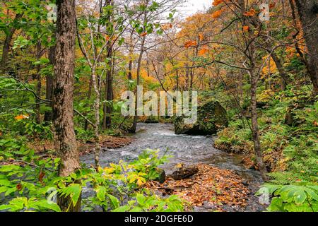 Vue sur le débit de la rivière Oirase passant par les rochers dans les couleurs feuillage de forêt d'automne Banque D'Images