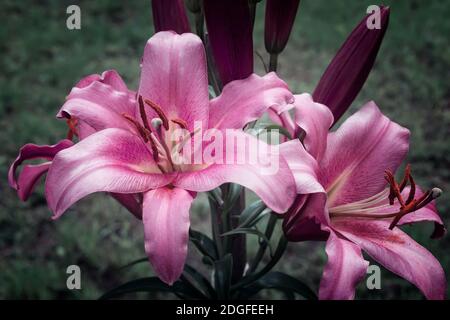 De belles fleurs Lily sur un fond de feuilles vertes. Banque D'Images