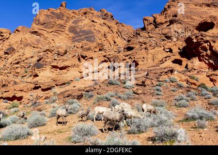 Belles formations rocheuses dans le Sud-Ouest américain Banque D'Images