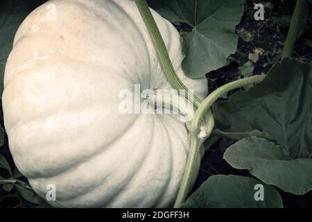 Pumpkin pousse dans le jardin parmi les feuilles vertes. Banque D'Images