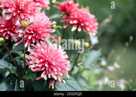 Fleurs de chrysanthème rose gros plan Banque D'Images