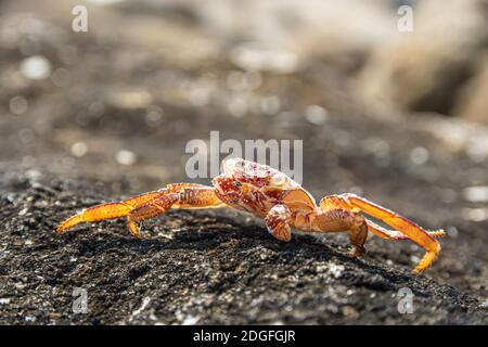 Le crabe bleu géant rouge mort brûlé par le soleil la rive en pierre de la mer Banque D'Images