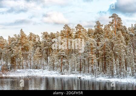 Vue sur la forêt de pinetree surgelée et la rivière Banque D'Images