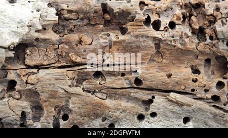 Tronc en bois de Driftwood avec trous borers sur te Horo Beach, Nouvelle-Zélande Banque D'Images