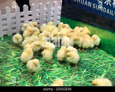 Un supermarché effectue une étrange promotion, tant que les clients achètent une boîte d'oeufs, ils peuvent obtenir deux poulets gratuits, ce qui attire beaucoup d'enfants à Banque D'Images