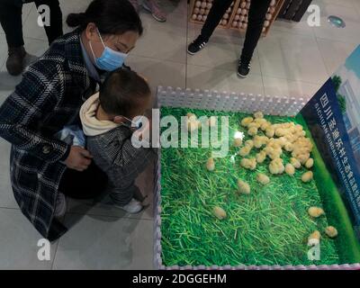 Un supermarché effectue une étrange promotion, tant que les clients achètent une boîte d'oeufs, ils peuvent obtenir deux poulets gratuits, ce qui attire beaucoup d'enfants à Banque D'Images