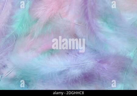 Pastel multicolore Angel Feather message bannière arrière-plan une pile de longues plumes de couleur arc-en-ciel dans le coin gauche et message large zone aux tons pastel Banque D'Images