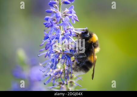 Bumblebee sur une fleur bleue dans le champ de prairie Banque D'Images