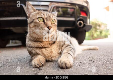 Paresseux tabby chat dormir sur un sol Banque D'Images