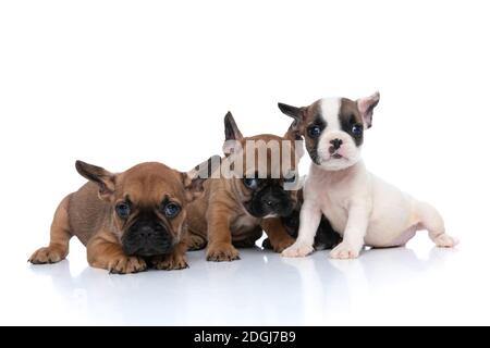 trois chiens de boudogue français cachent leur ami du caméra sur fond blanc Banque D'Images