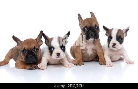 groupe de quatre chiens de boudogue français mignons sont à la recherche l'appareil photo et assis l'un à côté de l'autre sur blanc arrière-plan Banque D'Images