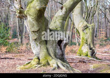 Weepingly Old arbre dans la forêt Banque D'Images