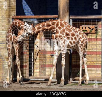 Paire de girafes Banque D'Images