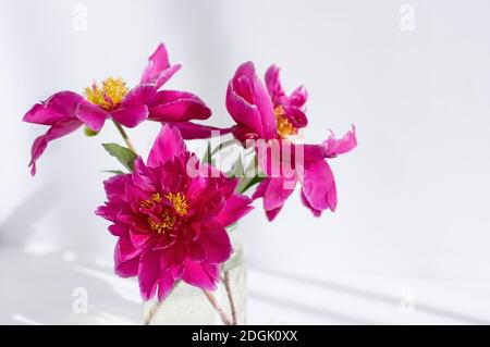 Trois pivoines roses dans un pot en verre contre le fond d'un mur blanc. Copier l'espace. Banque D'Images