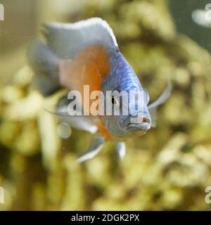 Cichlidés tropicaux dans l'aquarium. Banque D'Images