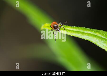 Zecke, Holzbock, Zecken, lauert in der végétation, Ixodes ricinus, tick de ricin, tick de ricin européen, tick de mouton européen, tick, tiques Banque D'Images