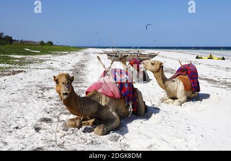Chameaux À Diani Beach - Galu Beach - Au Kenya, En Afrique Banque D'Images