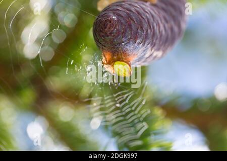 Kürbisspinne, Weibchen auf einem Fichtenzapfen, sitzt auf ihrem Kochon, Eikokokokon, Araniella cf. Alpica, Araniella cf. Alpicus, araignée verte concombre, Banque D'Images