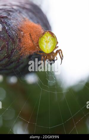 Kürbisspinne, Weibchen auf einem Fichtenzapfen, sitzt auf ihrem Kochon, Eikokokokon, Araniella cf. Alpica, Araniella cf. Alpicus, araignée verte concombre, Banque D'Images