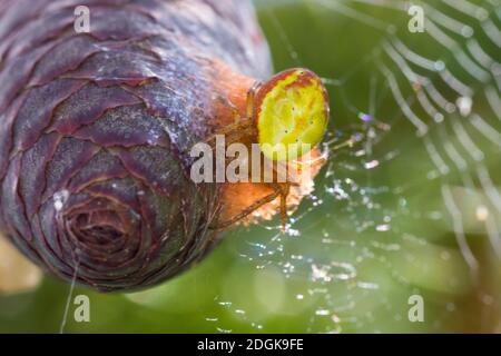 Kürbisspinne, Weibchen auf einem Fichtenzapfen, sitzt auf ihrem Kochon, Eikokokokon, Araniella cf. Alpica, Araniella cf. Alpicus, araignée verte concombre, Banque D'Images