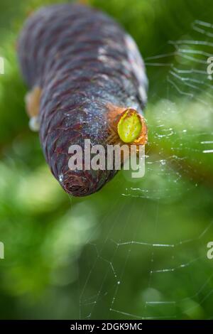 Kürbisspinne, Weibchen auf einem Fichtenzapfen, sitzt auf ihrem Kochon, Eikokokokon, Araniella cf. Alpica, Araniella cf. Alpicus, araignée verte concombre, Banque D'Images