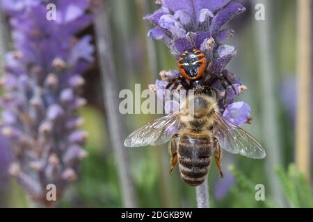 Südliche Glanz-Krabbenspinne, Hat eine Biene erbeutet, Beute, Räuber-Beute-Beziehung, Südliche Glanzkrabbenspinne, Krabbenspinne, Synema globosum, Syn Banque D'Images