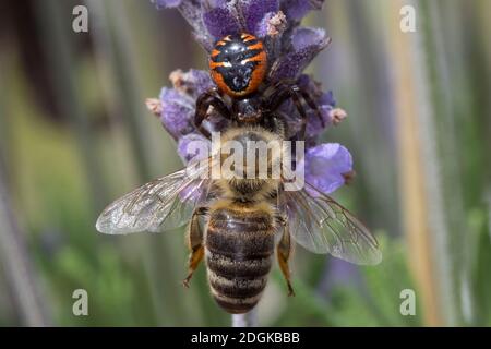 Südliche Glanz-Krabbenspinne, Hat eine Biene erbeutet, Beute, Räuber-Beute-Beziehung, Südliche Glanzkrabbenspinne, Krabbenspinne, Synema globosum, Syn Banque D'Images