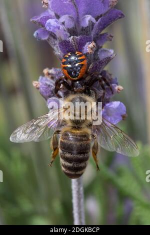 Südliche Glanz-Krabbenspinne, Hat eine Biene erbeutet, Beute, Räuber-Beute-Beziehung, Südliche Glanzkrabbenspinne, Krabbenspinne, Synema globosum, Syn Banque D'Images