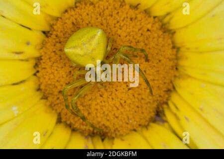 Gehöckerte Krabbenspinne, Gehörnte Krabbenspinne, Krabbenspinne lauert auf Blüte auf Beute, Weibchen, Thomisus onustus, araignée de crabe, crabes de fleur Banque D'Images