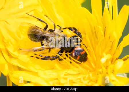 Südliche Glanz-Krabbenspinne, Hat eine Biene erbeutet, Beute, Räuber-Beute-Beziehung, Südliche Glanzkrabbenspinne, Krabbenspinne, Synema globosum, Syn Banque D'Images