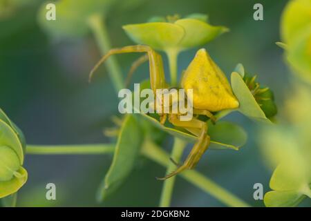 Gehöckerte Krabbenspinne, Gehörnte Krabbenspinne, Krabbenspinne lauert auf Blüte auf Beute, Weibchen, Thomisus onustus, araignée de crabe, crabes de fleur Banque D'Images