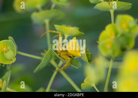 Gehöckerte Krabbenspinne, Gehörnte Krabbenspinne, Krabbenspinne lauert auf Blüte auf Beute, Weibchen, Thomisus onustus, araignée de crabe, crabes de fleur Banque D'Images