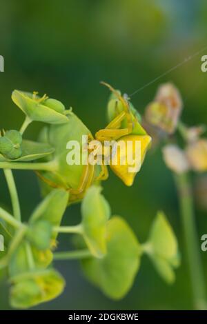 Gehöckerte Krabbenspinne, Gehörnte Krabbenspinne, Krabbenspinne lauert auf Blüte auf Beute, Weibchen, Thomisus onustus, araignée de crabe, crabes de fleur Banque D'Images