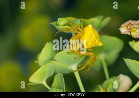 Gehöckerte Krabbenspinne, Gehörnte Krabbenspinne, Krabbenspinne lauert auf Blüte auf Beute, Weibchen, Thomisus onustus, araignée de crabe, crabes de fleur Banque D'Images