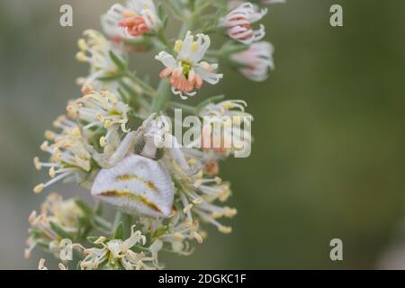 Gehöckerte Krabbenspinne, Gehörnte Krabbenspinne, Krabbenspinne lauert auf Blüte auf Beute, Weibchen, Thomisus onustus, araignée de crabe, crabes de fleur Banque D'Images