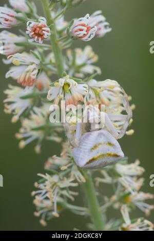 Gehöckerte Krabbenspinne, Gehörnte Krabbenspinne, Krabbenspinne lauert auf Blüte auf Beute, Weibchen, Thomisus onustus, araignée de crabe, crabes de fleur Banque D'Images