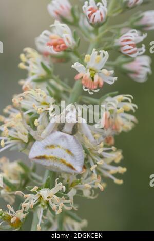 Gehöckerte Krabbenspinne, Gehörnte Krabbenspinne, Krabbenspinne lauert auf Blüte auf Beute, Weibchen, Thomisus onustus, araignée de crabe, crabes de fleur Banque D'Images